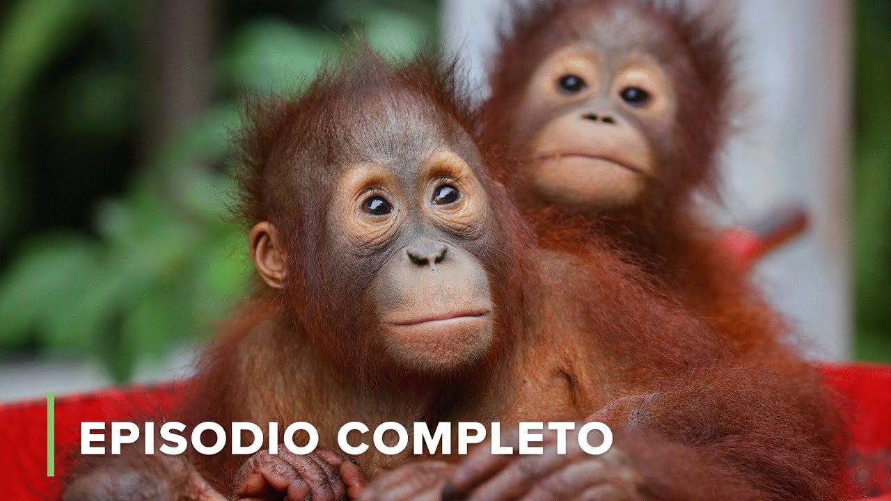 Un Inicio Difícil... | Escuela de Orangutanes 301