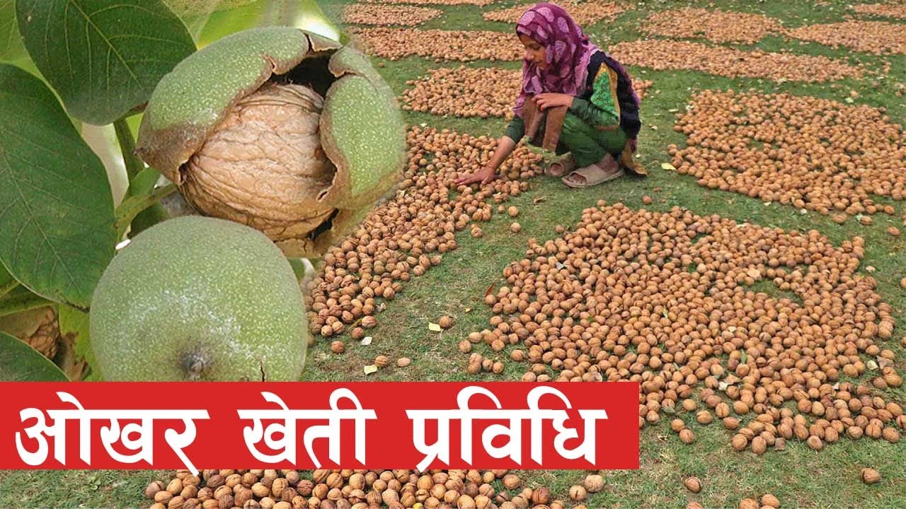 लगाएको १ वर्षमै ओखर खेतीबाट आम्दानी गर्ने तरीका || Okhar kheti in Nepal ||