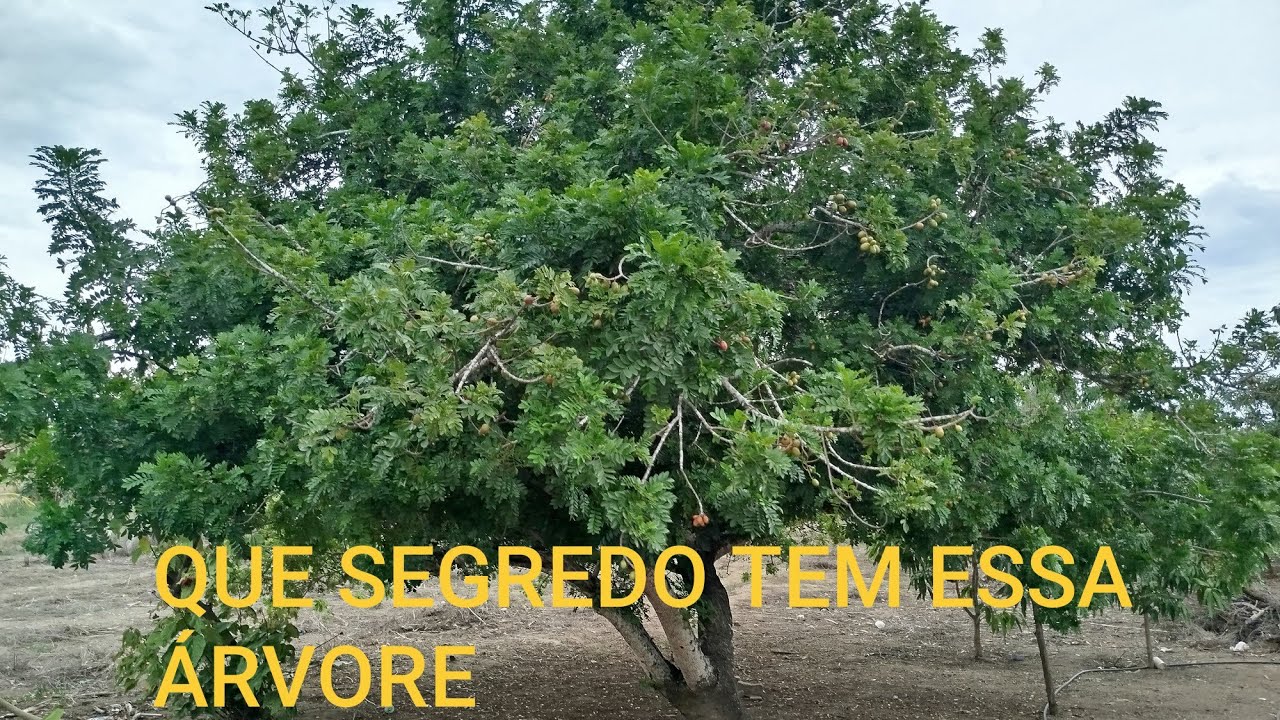 COMO ESTAR O SÍTIO 