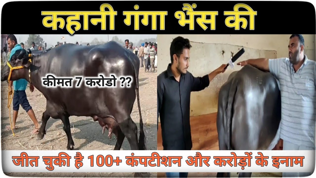 कहानी गंगा भैंस की|Sukhbir Dhanda dairy farm interview|sansaniwal dairy farm murrah milking|ganga