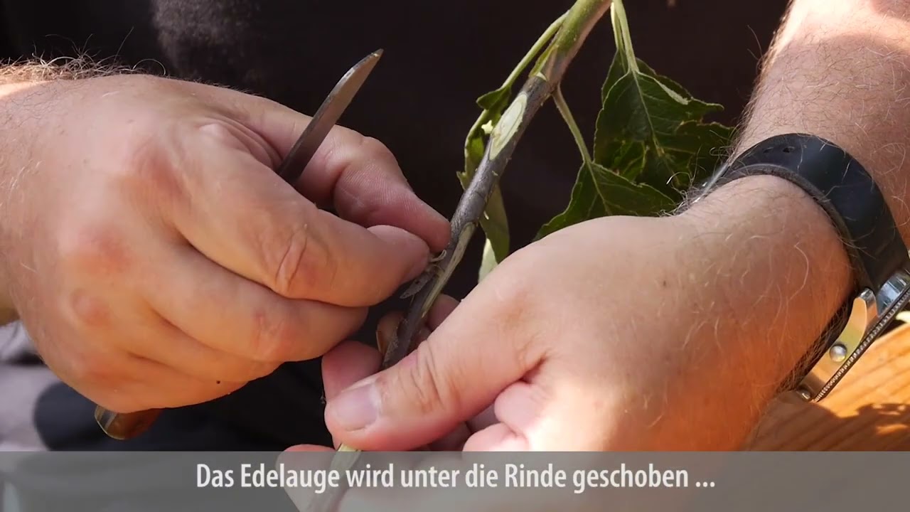 Die Veredelung von Obstb&auml;umen