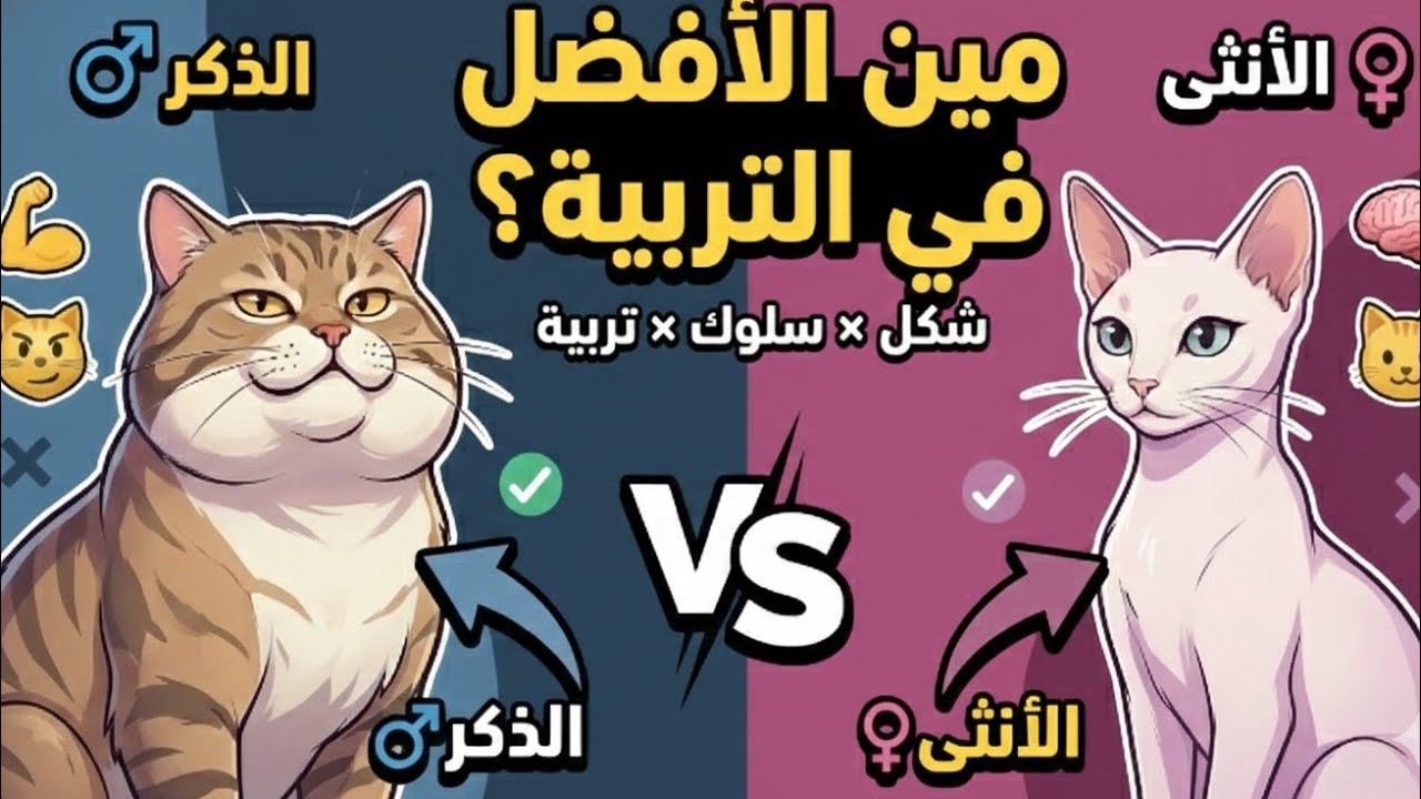 الفرق بين القط الذكر والقط الأنثى وأيهما أفضل في التربية؟ أيهما أحنّ وأهدى؟