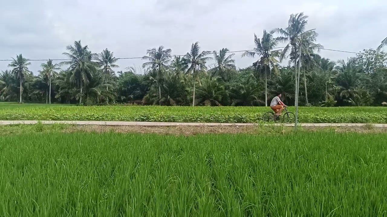 Bersepeda di rimbunya pohon sawit 🥲