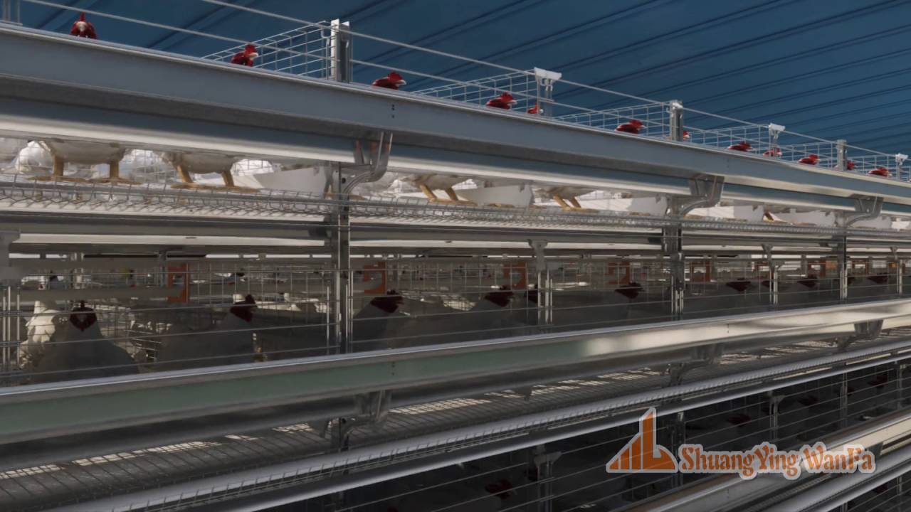 fully automatic egg layer battery cage sytem双赢万发全自动蛋鸡笼系统