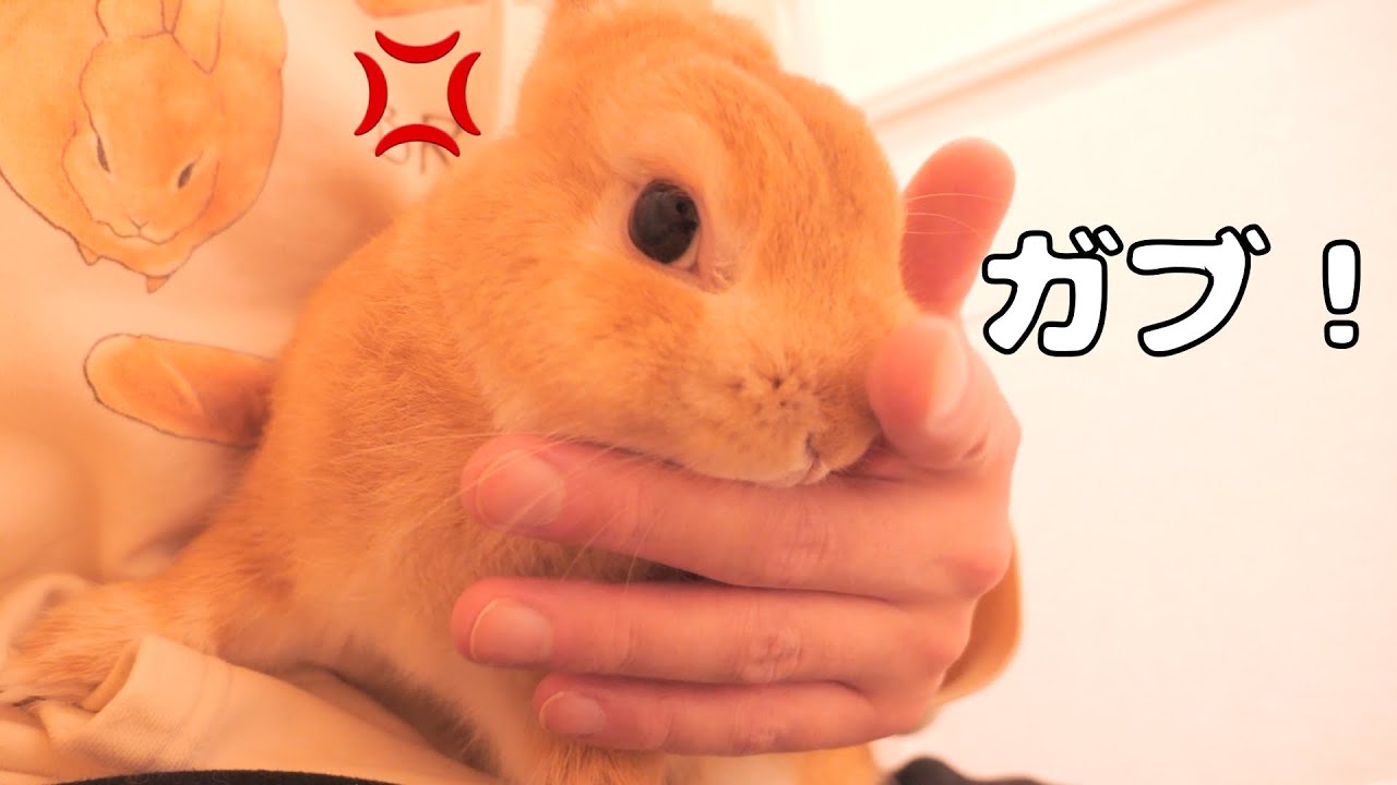 突然の爪切りに怒ったウサギが飼い主の指に噛みついてきました【No.927】