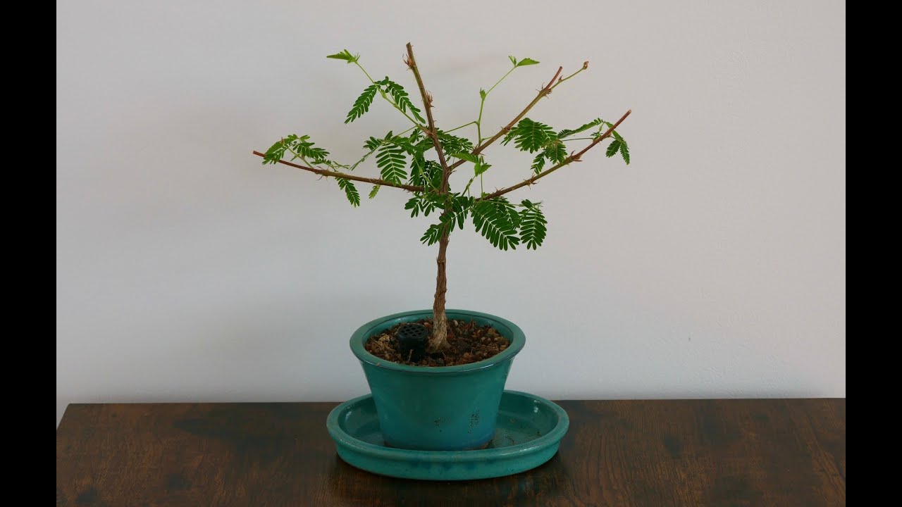 Anzucht Bonsai Mimose