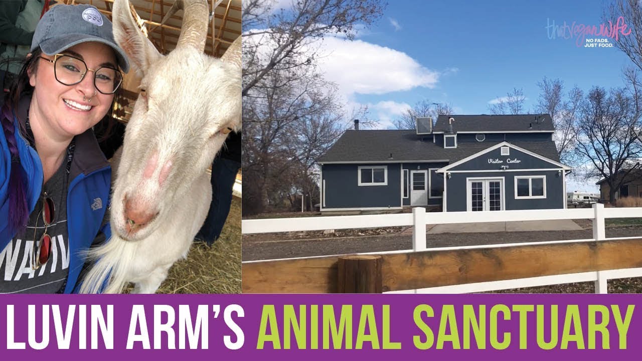 My First Time to visit an Animal Sanctuary | ThatVeganWife