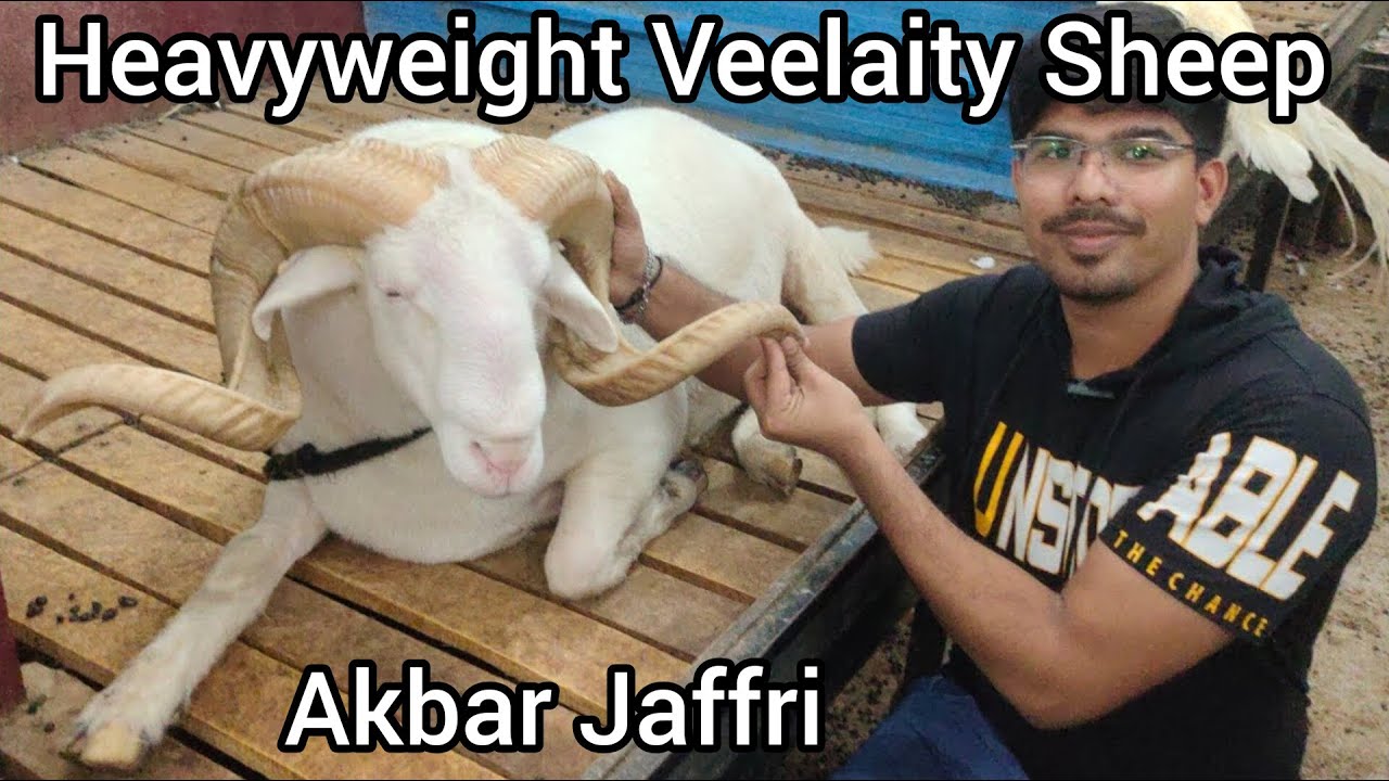 Akbar jaffri ke heavyweight vilayati sheeps and goats hair cutting machine in moghalpura