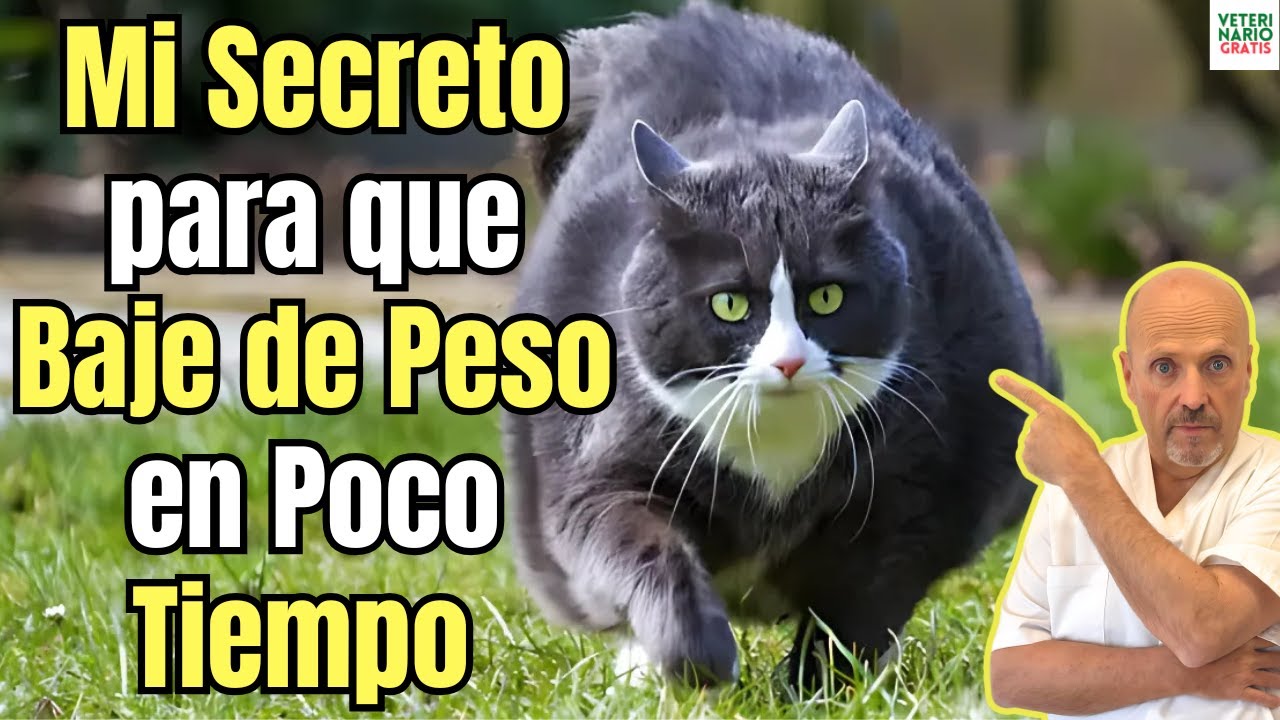 💝 MI SECRETO PARA QUE TU GATO OBESO BAJE DE PESO DE FORMA SANA 💝