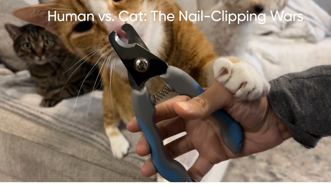 Human vs. Cats: Nail-Clipping Wars
