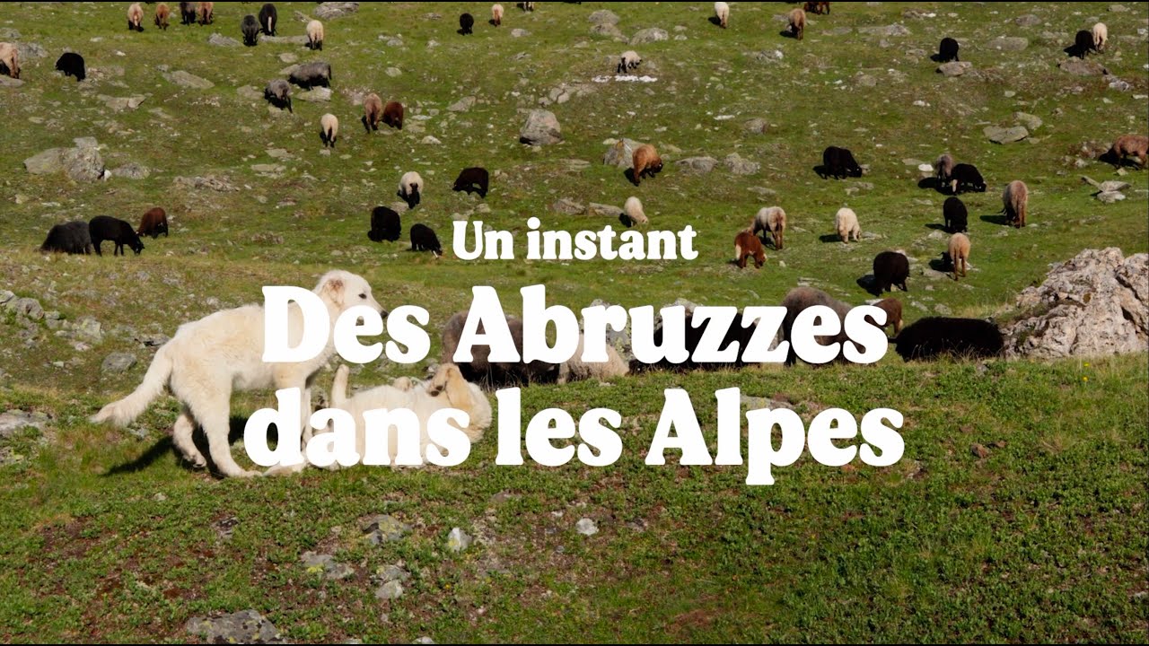DES ABRUZZES DANS LES ALPES - Un instant (#chien de #protection face au #loup)