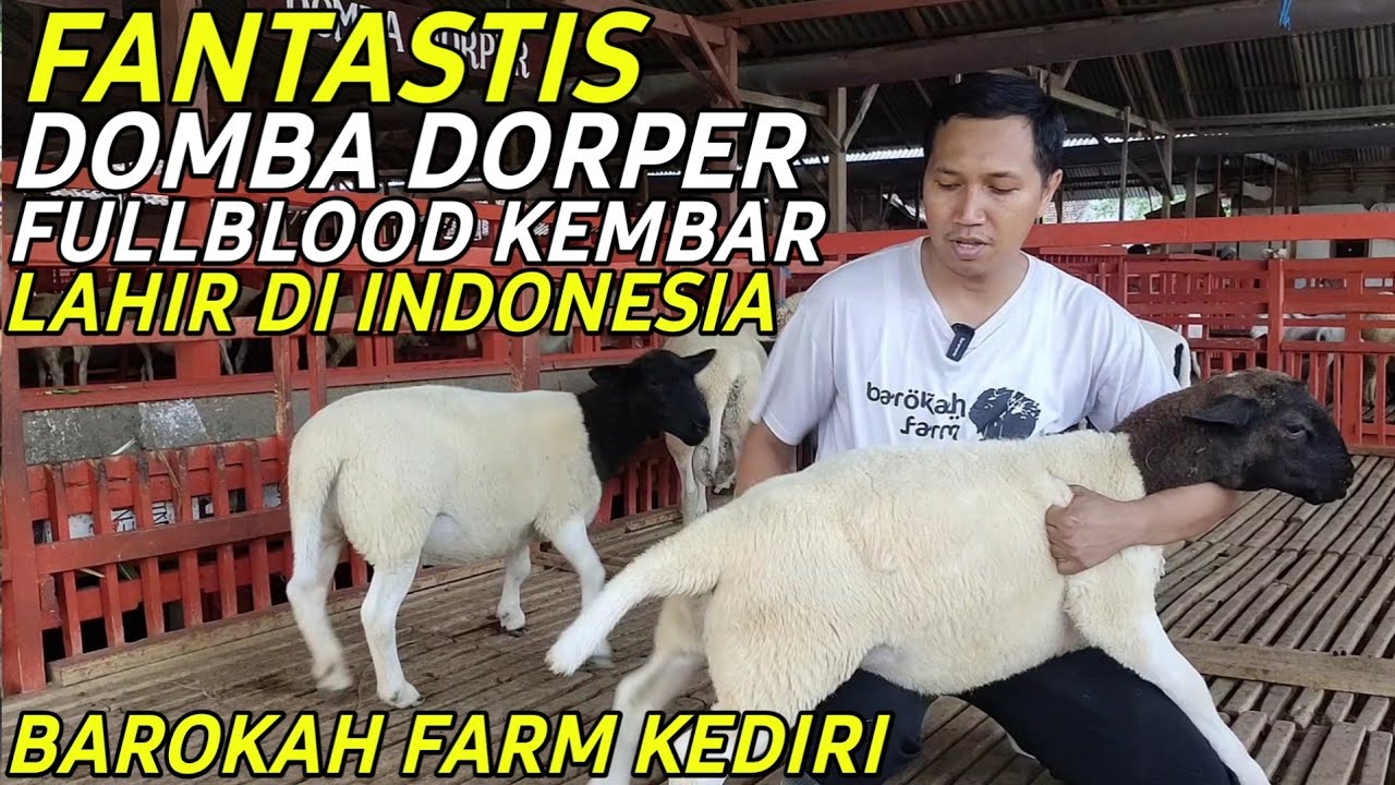 Perbedaan Domba Dorper Full Blood dan F1 Dorper di Barokah Farm Kediri | Cerita Peternak Sukses
