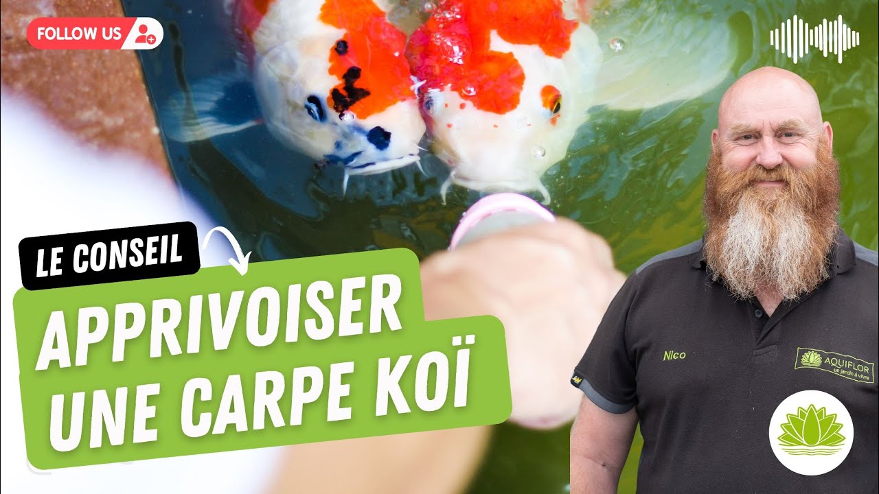 Comment apprivoiser vos carpes ko&iuml;s? Comment les faire venir manger dans la main?