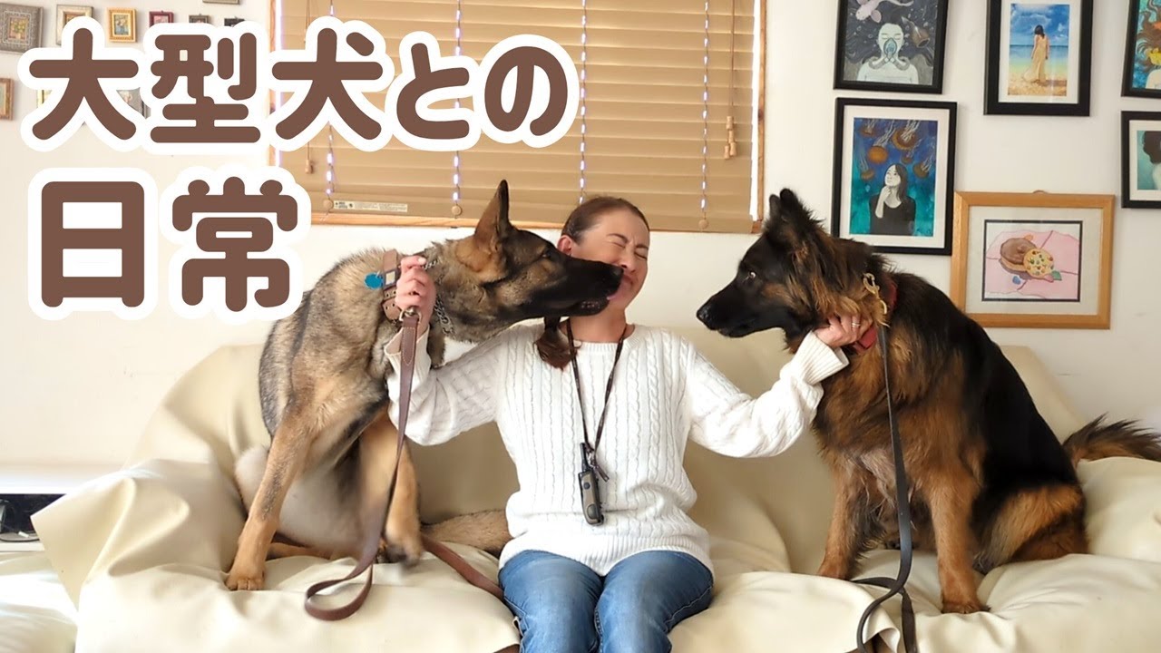 【ジャーマンシェパード】まるで、やんちゃな子供が二人いるような騒がしさです😆