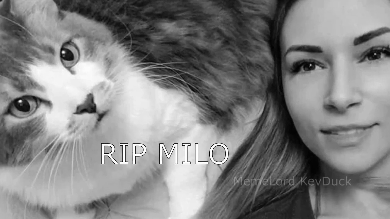 Alinity throwing cat meme