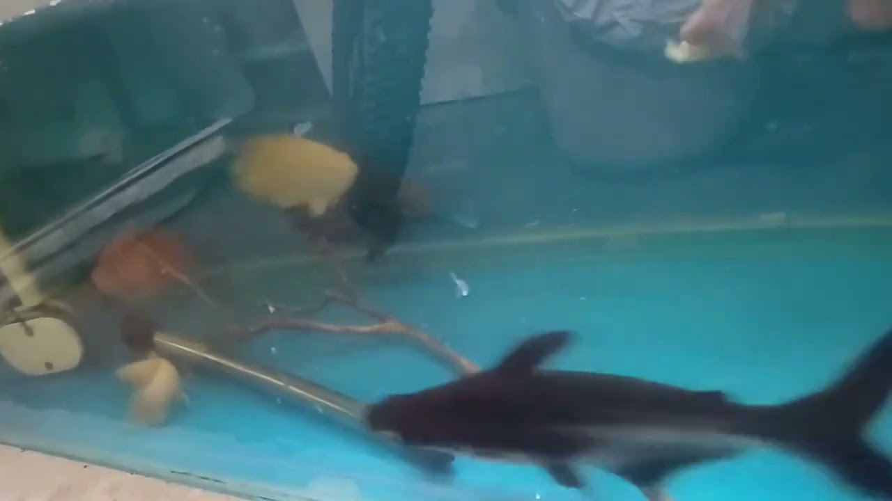 ALL MY PETS IN 1 VIDEO || UPDATW TIME || CHANGES TO BE MADE || #aquarium #oscarfish #aquaticpets 