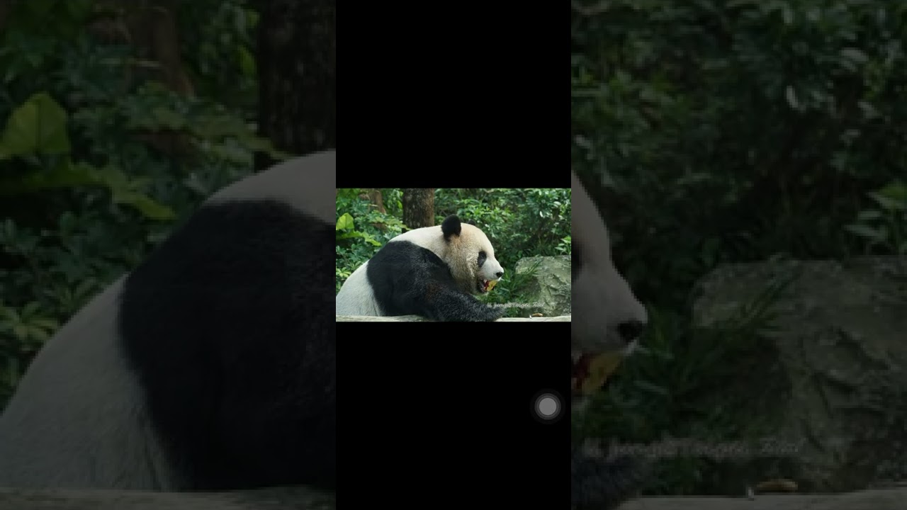 團團寶貝
