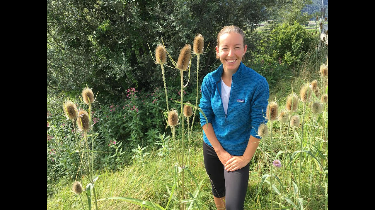 Davvero questa pianta MANGIA gli INSETTI? Lo scardaccione selvatico (Dipsacus fullonum)