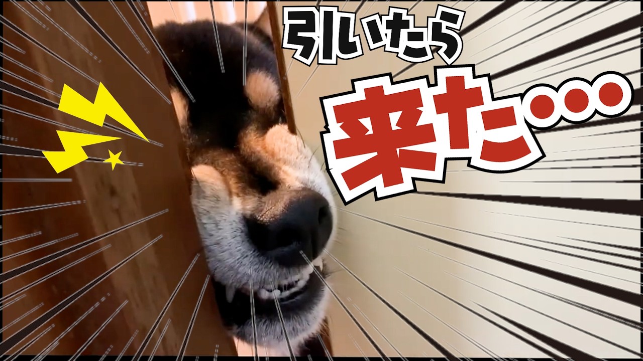When I Stepped Back, He Came Closer｜Shiba Brothers Moment