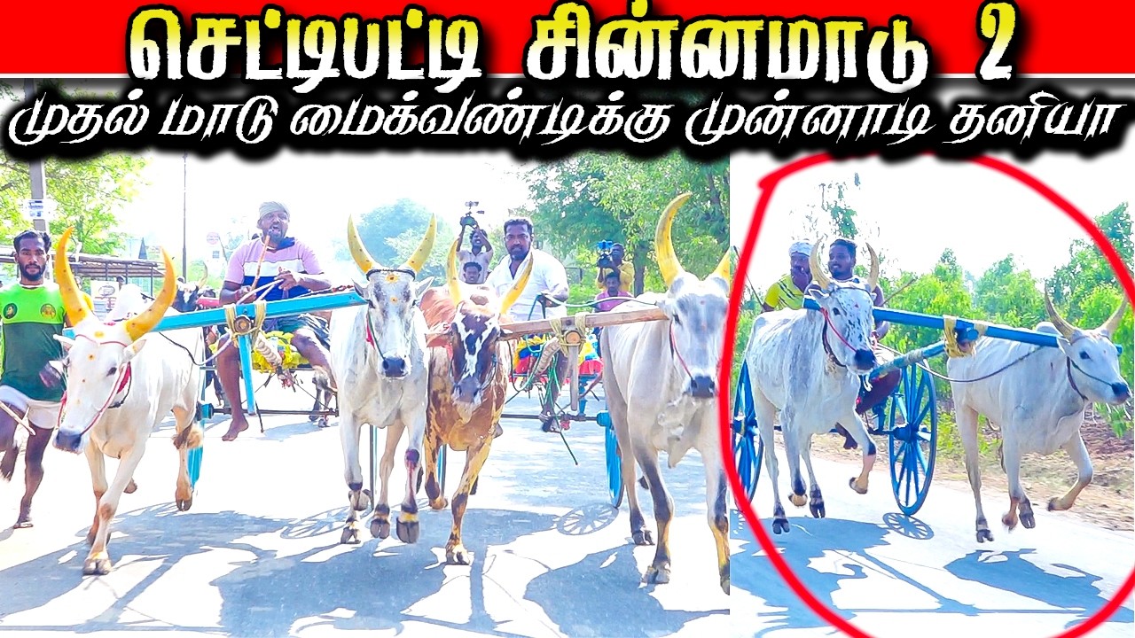 A.செட்டிபட்டி சின்னமாடு 2 பந்தயம் #krish_studio_kattumavadi