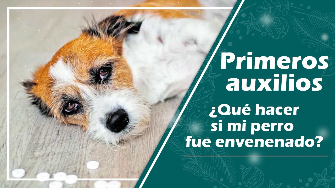 Primeros auxilios en mascotas, envenenamiento #3