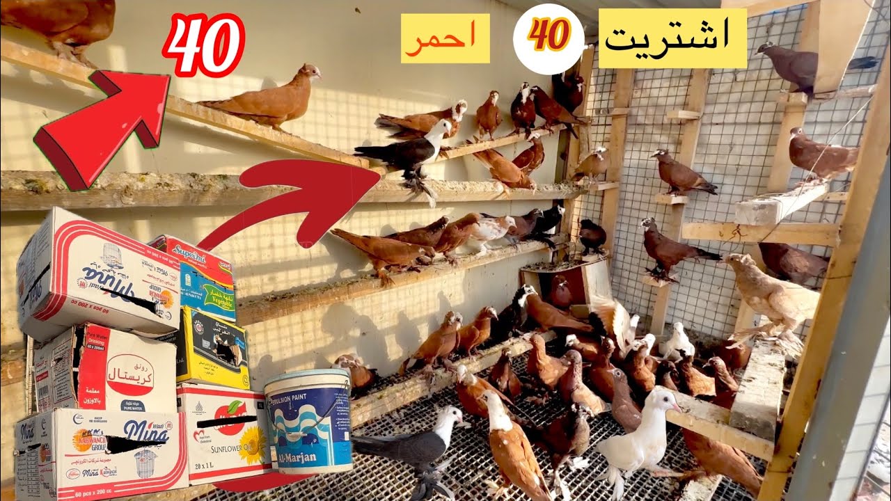 اشتريت 40 تك احمر مخاليف ؟؟
