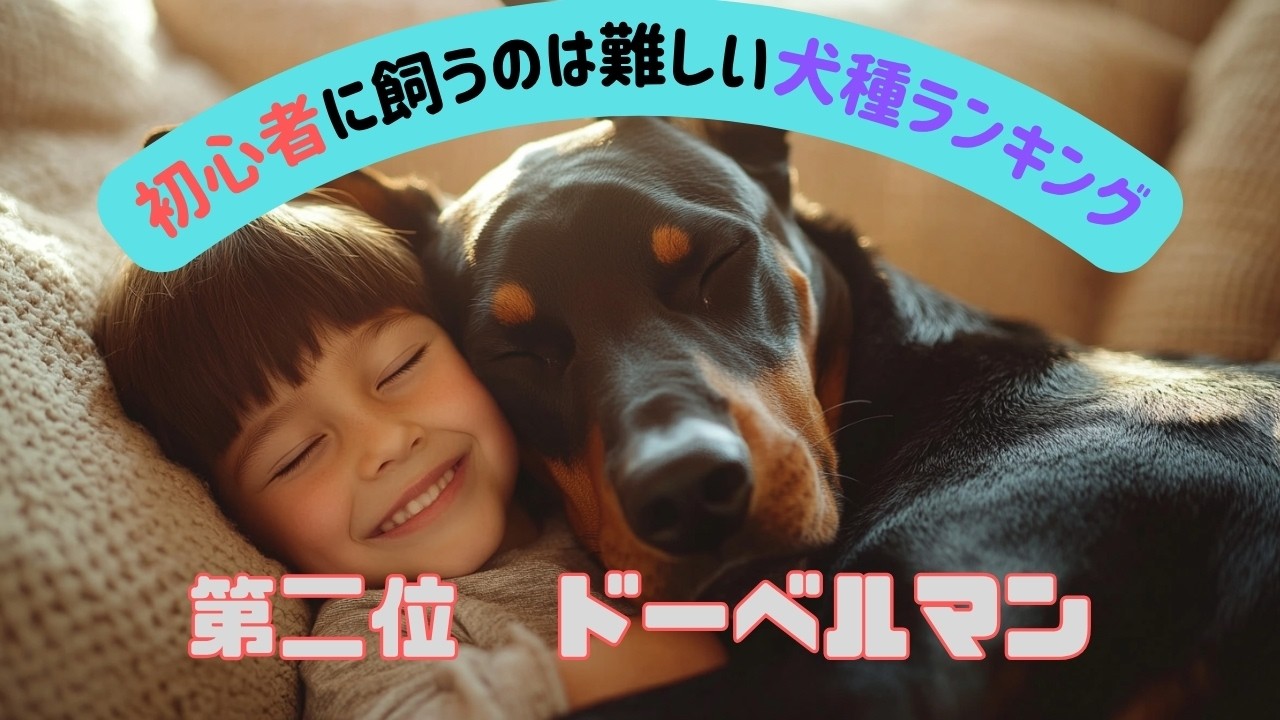 2025年度版初心者に飼うのは難しい犬種ランキング第2位ドーベルマン