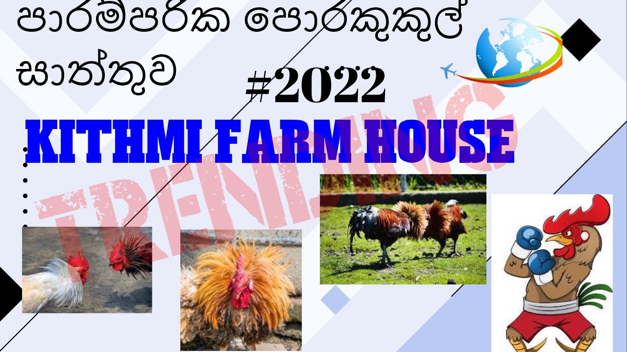 පාරම්පරික කුකුල් සාත්තුව|KITHMI  FARM HOUSE DIYABEDUMA