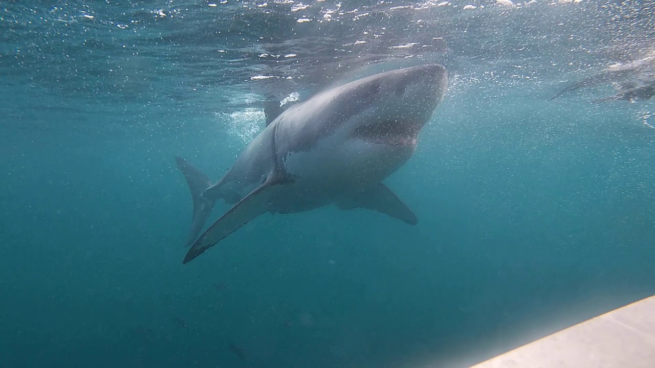 Great White Shark encounter, NZ