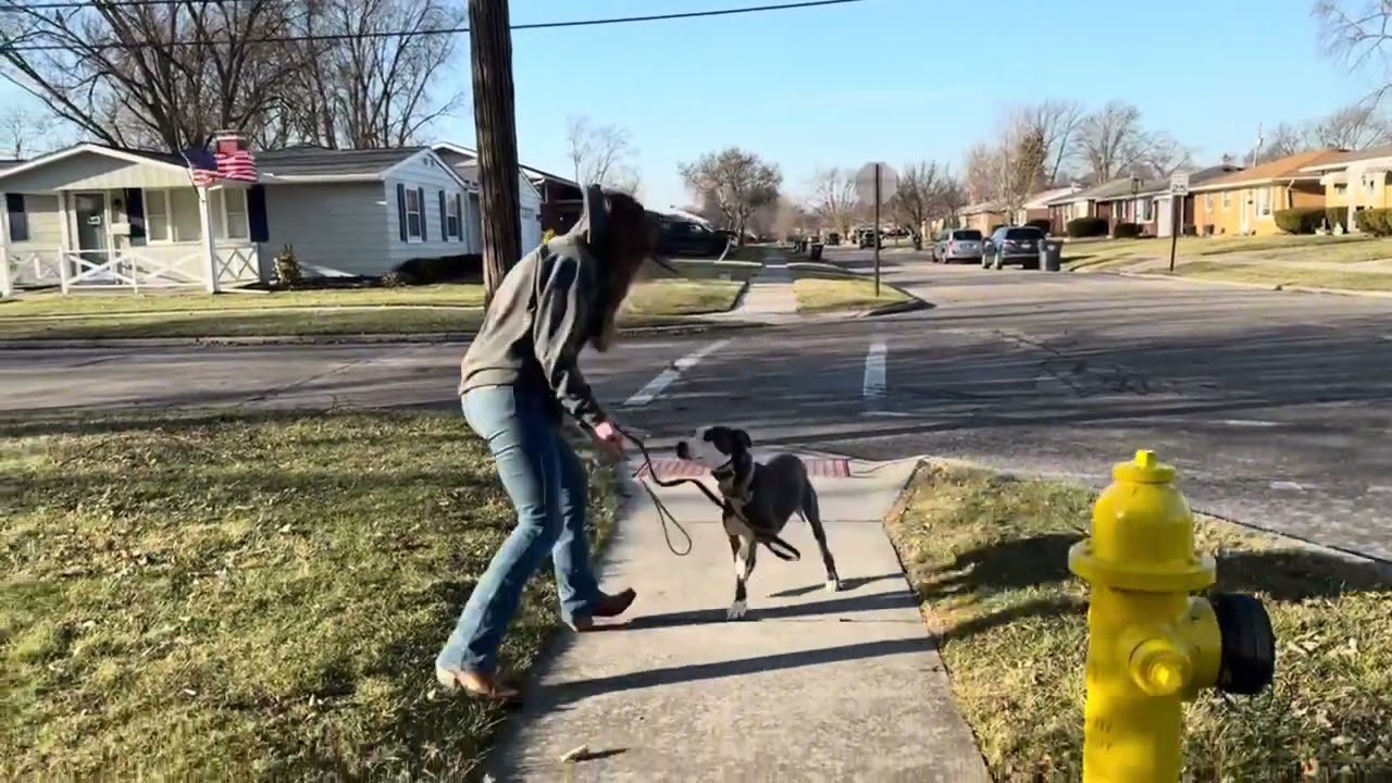 Best Dog Training Toledo, Ohio! 2 Year Old Pit Mix, Muffin! 