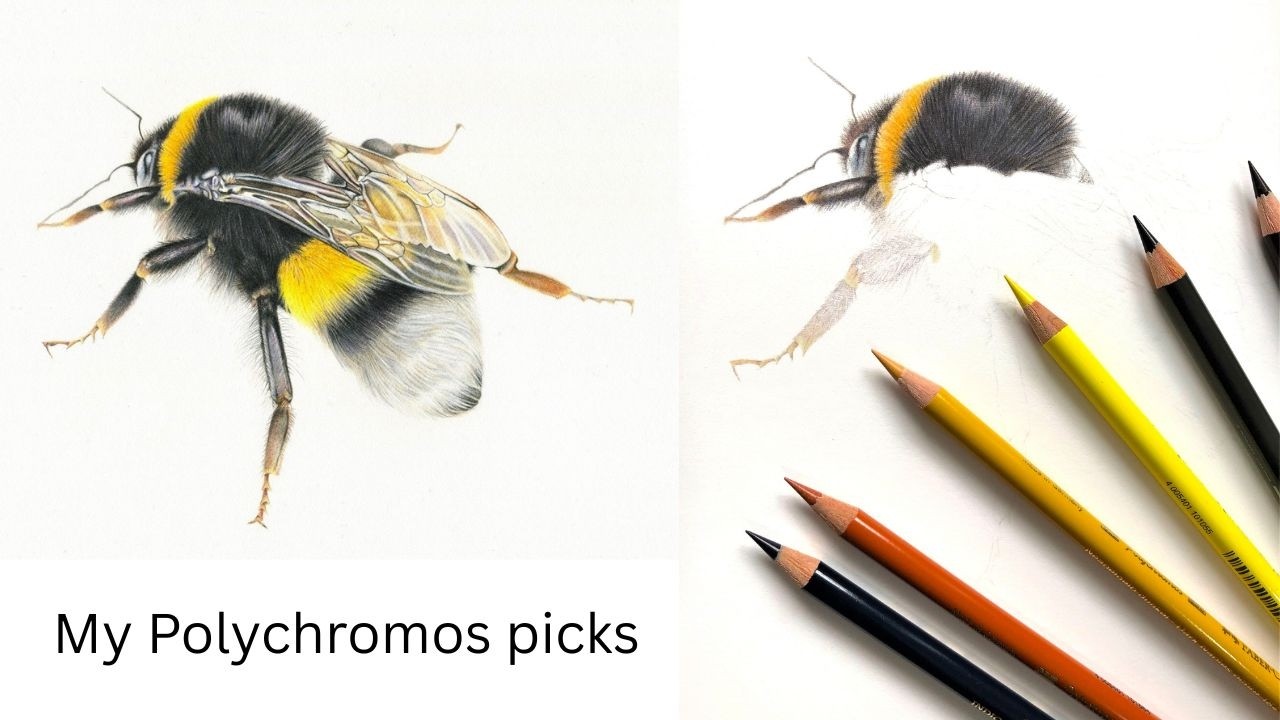 Почему Polychromos — лучшие карандаши для начинающих и экспертов