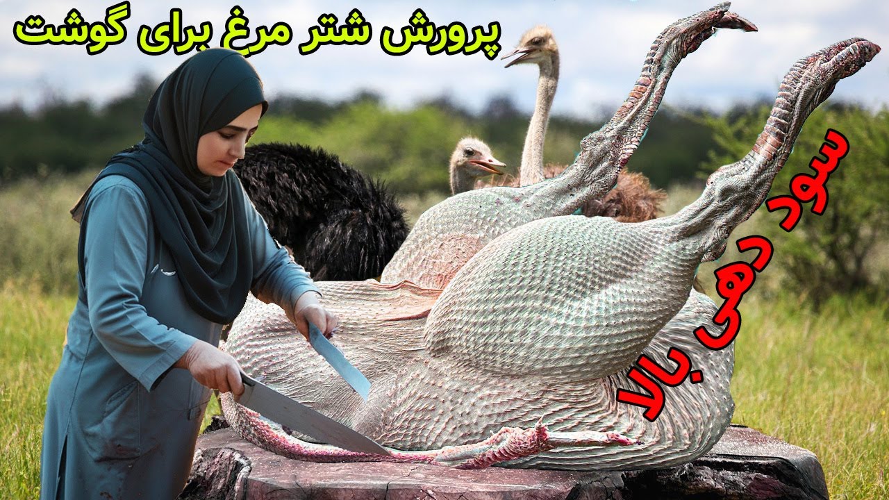 سود تضمینی پرورش شتر مرغ گوشتی
