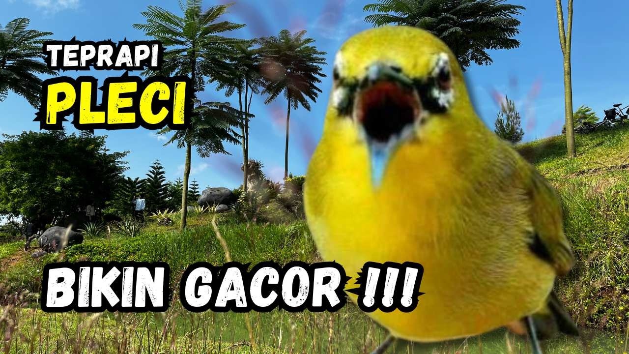 Terapi Pleci Pagi Hari Ampuh Bikin Gacor | Hitungan Detik Pleci Ikut Bunyi
