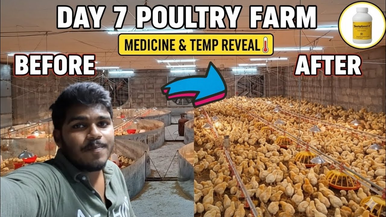 Poultry Farm Day 7: 100% Result! 🔥 Sharkoferrol-P Medicine 💊 & Temperature Secret 🌡️🐥🚀