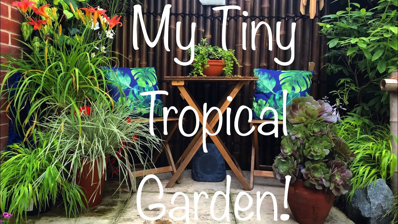 My Tiny Tropical Garden Update.