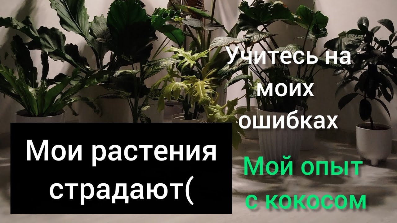 Мои растения страдают😞Показываю свои ошибки в уходе. Рассказываю о своем опыте с кокосом