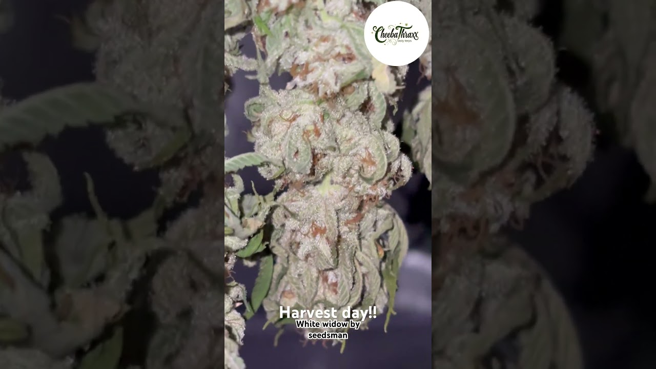 Harvested #420 #indoorgrowing #thcareview #thraxx