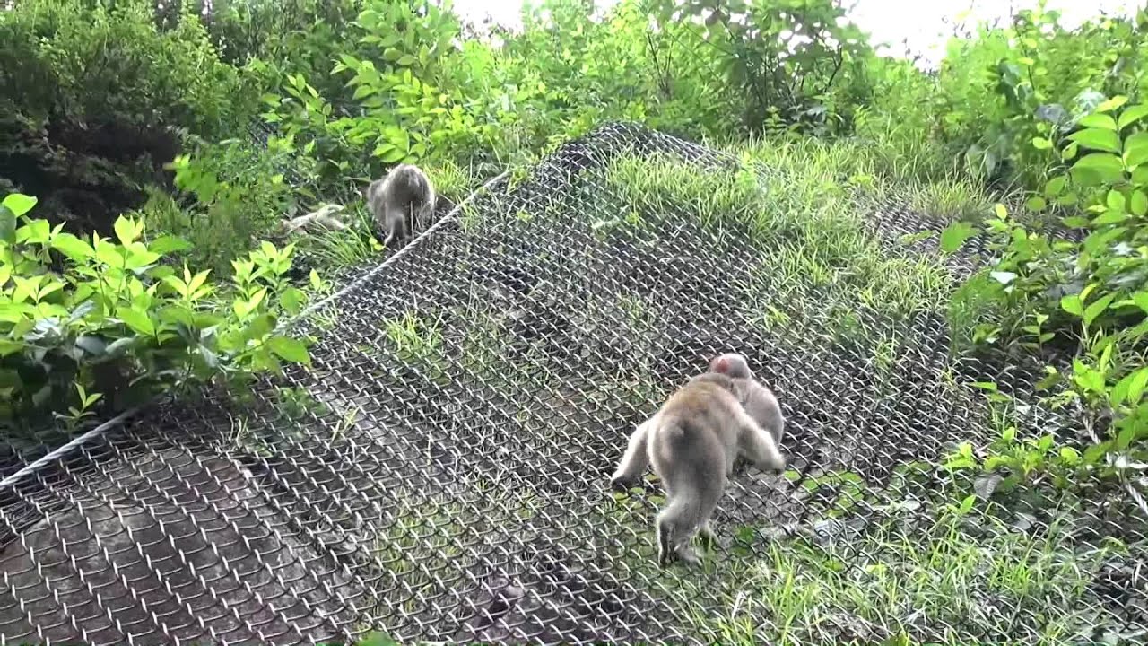 地獄谷野猿公苑20150815