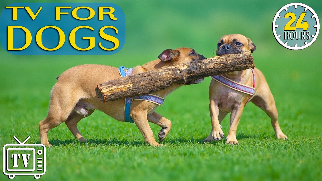 Dog TV for Dogs: Best Anti-Anxiety Video for Dogs! Prevent Boredom with Music for Dog All Day!