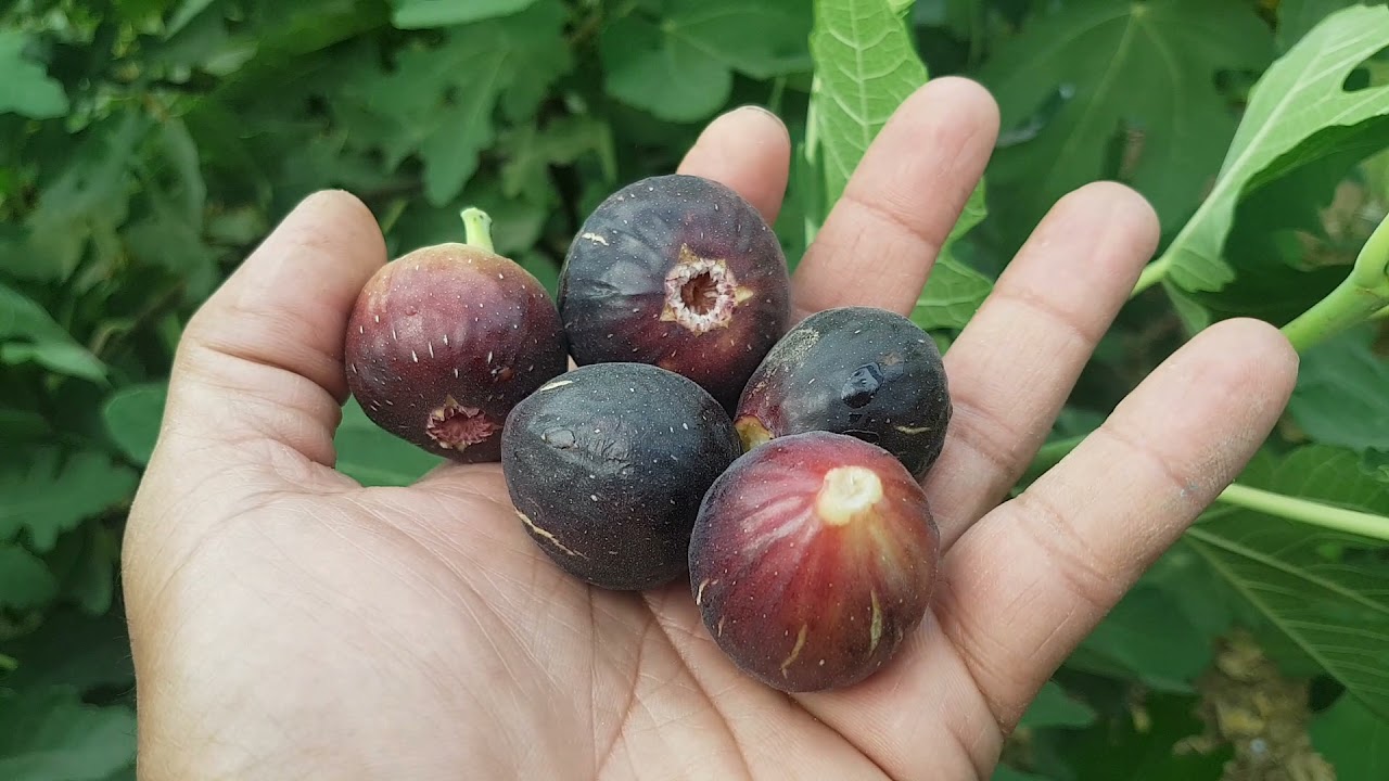 تين  الغدان  المغربي