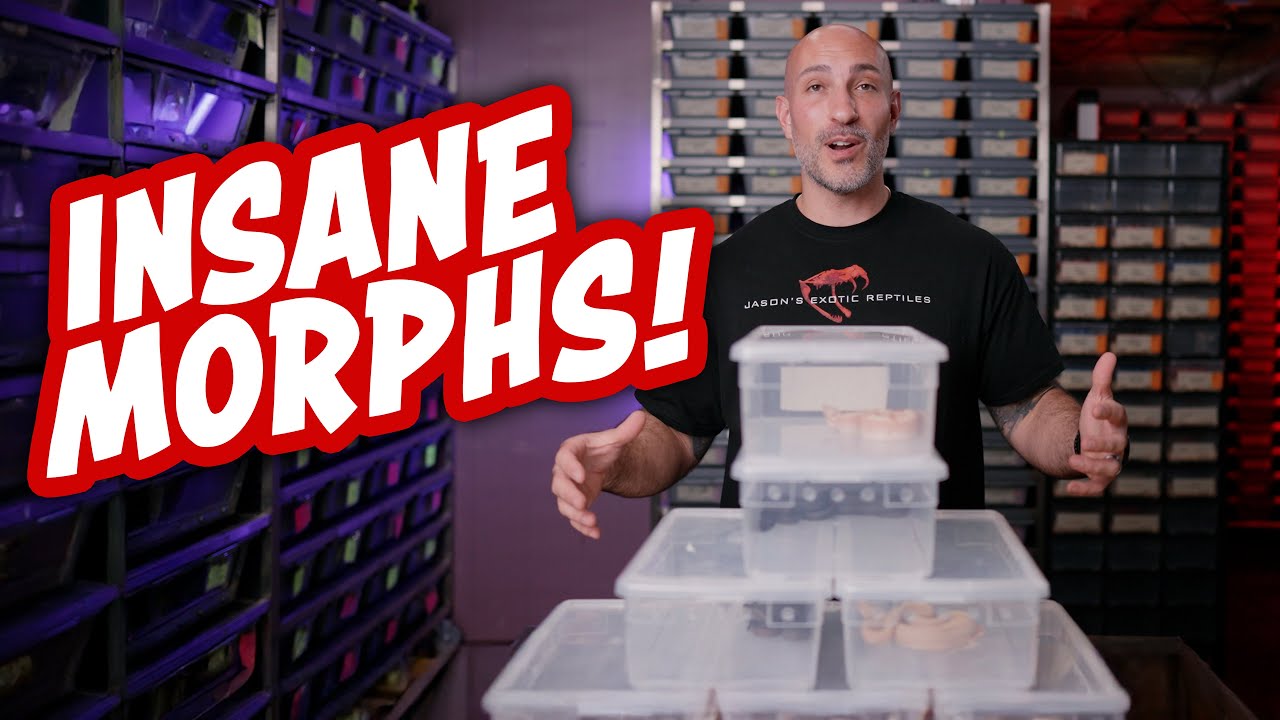 Insane Boa Morphs - Old School Video Style Meets Rare & Legendary Morphs