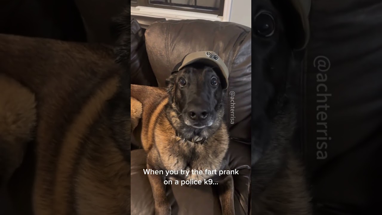 Belgian Malinois #funny #belgianmalinois #dog #pets #funnypet #funnydog