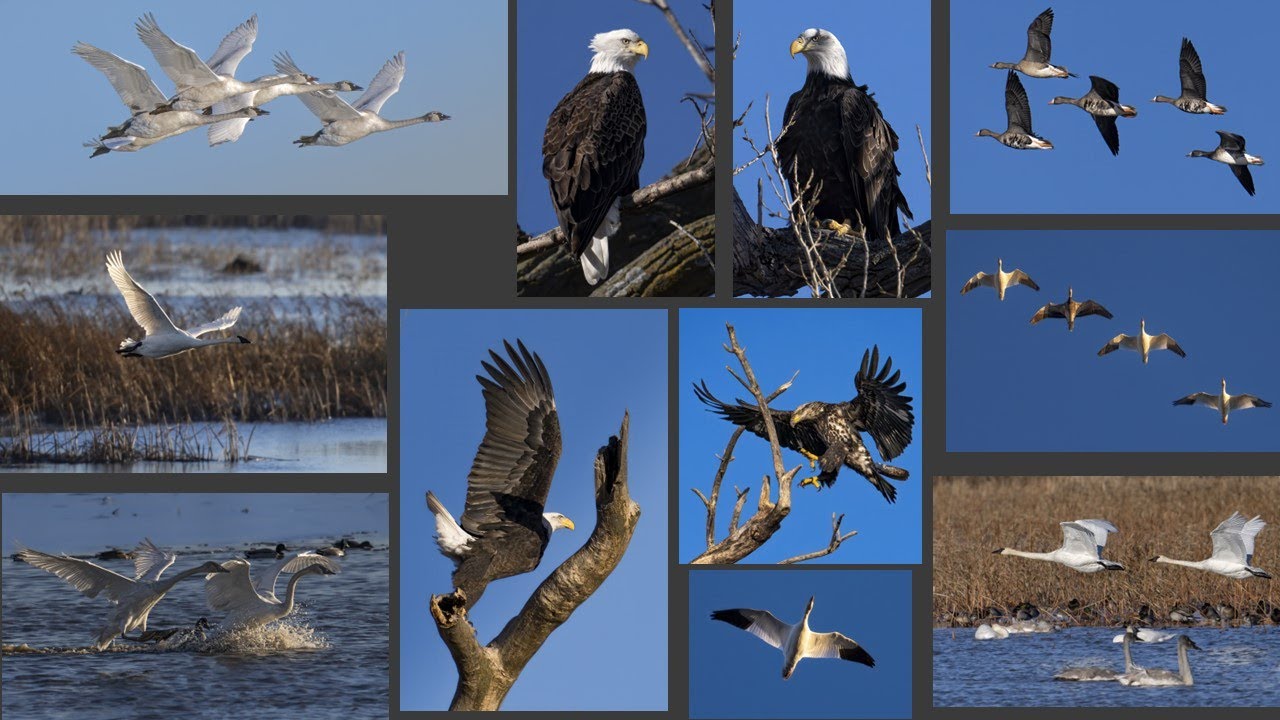 Loess Bluffs National Wildlife Refuge - December 2024