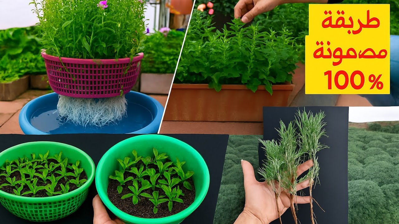 أسهل طرق ناجحة زراعة فليو والشيبة في المنزل (في الماء والتربة) بسهولة 🌿 نتائج مبهرة 100%!