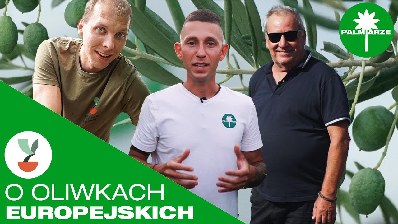 Jak uprawiać OLIWKĘ w Polsce? W donicy oraz w gruncie - 