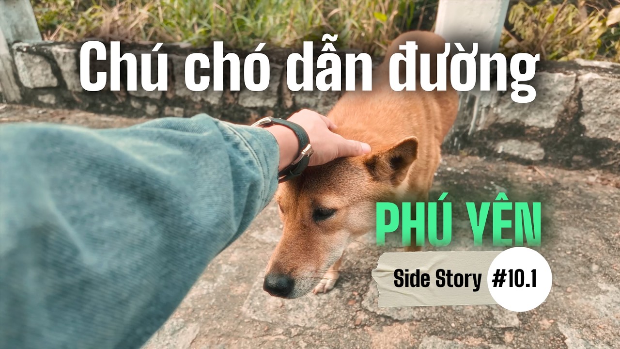 Mình đã gặp chú chó hướng dẩn viên du lịch ở Phú Yên