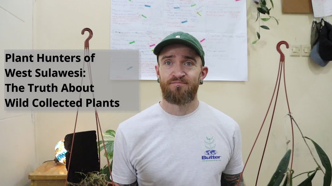 Plant Hunters of West Sulawesi: The Truth About Wild Collected Plants
