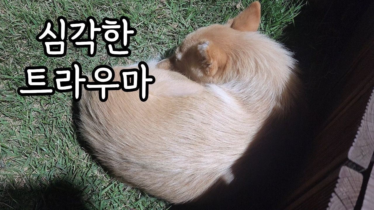 절 아래에서 새끼들을 지키던 엄마… 그런데 심각한 트라우마가 있었습니다