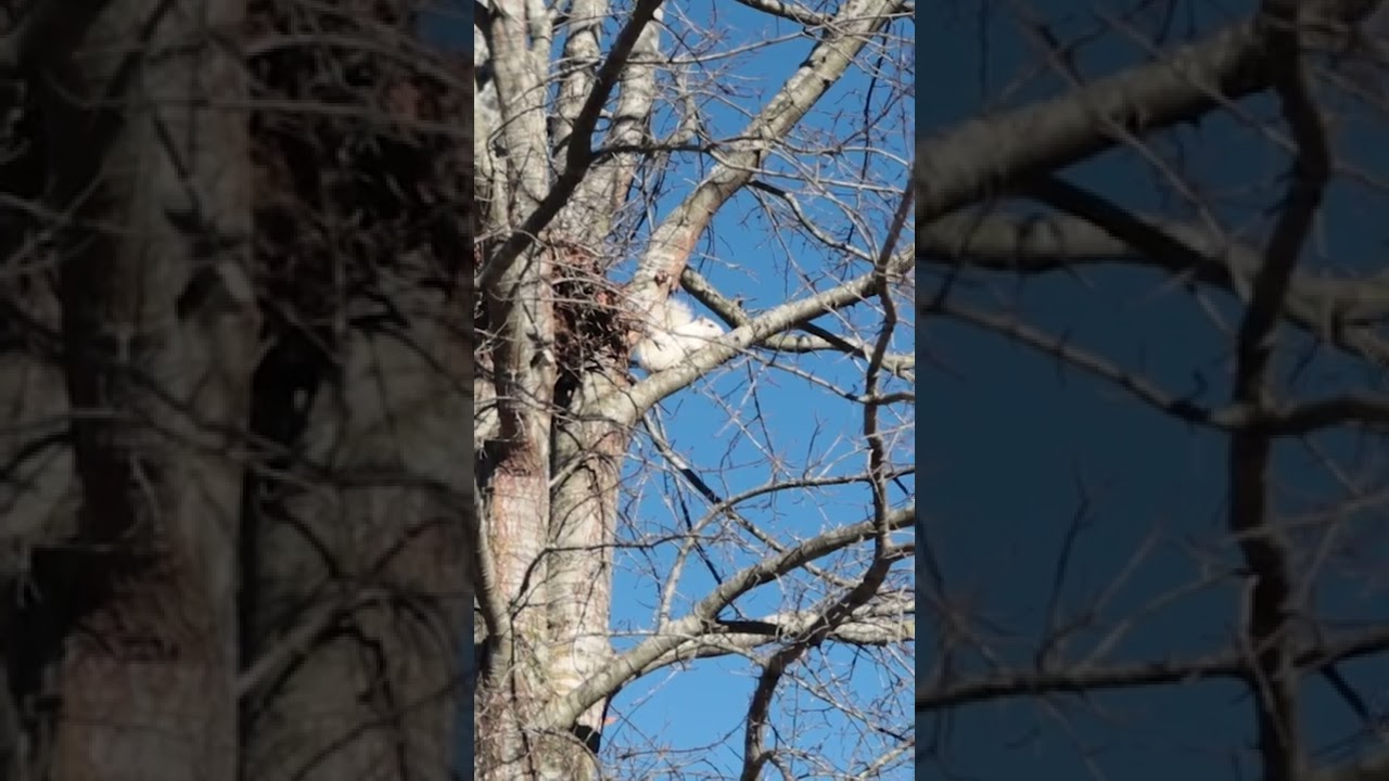 The White Squirrels of Brevard, NC (How did they get there?) North Carolina Travel