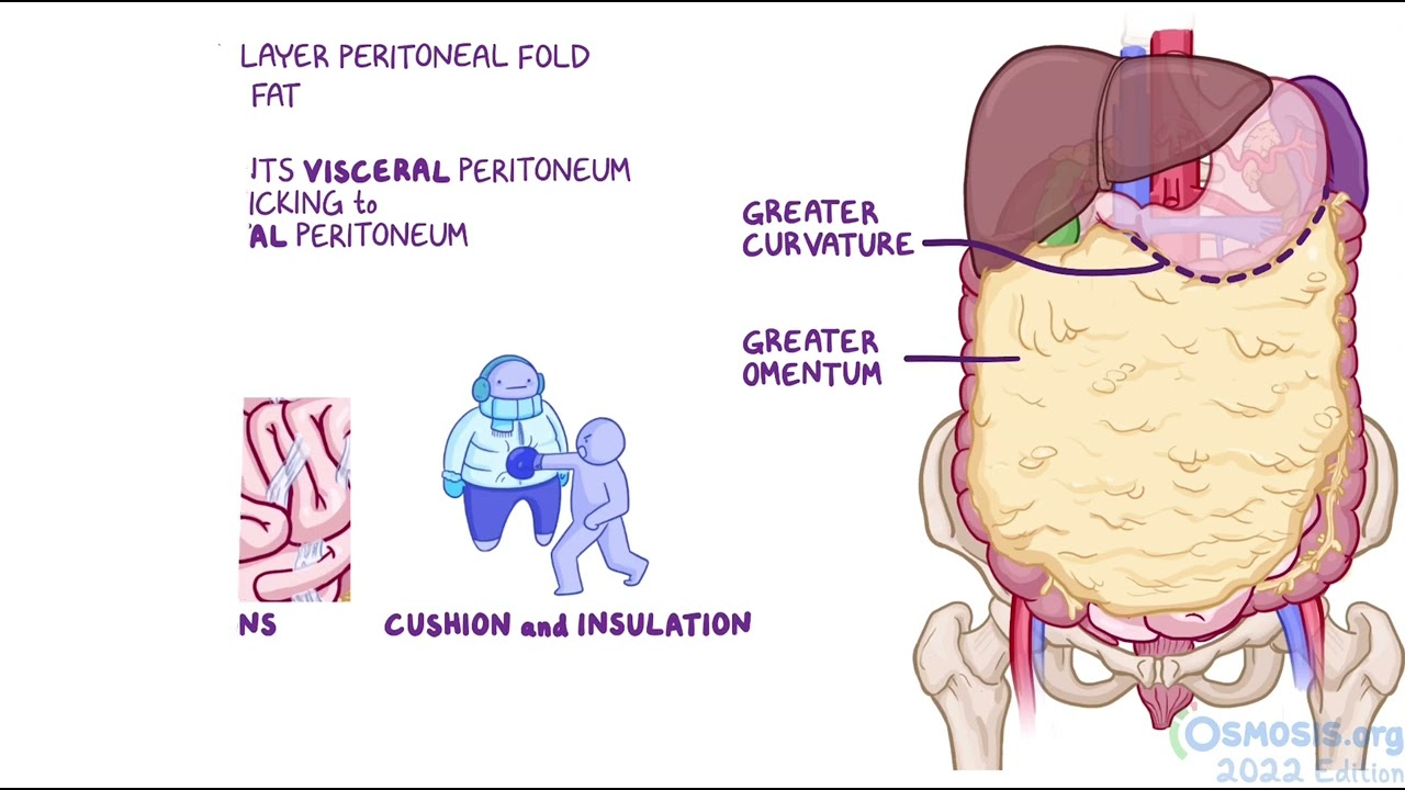 Anatomy clinical correlates: Peritoneum and diaphragm